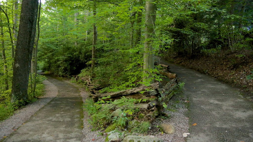 Fallingwater que incluye selva y bosques