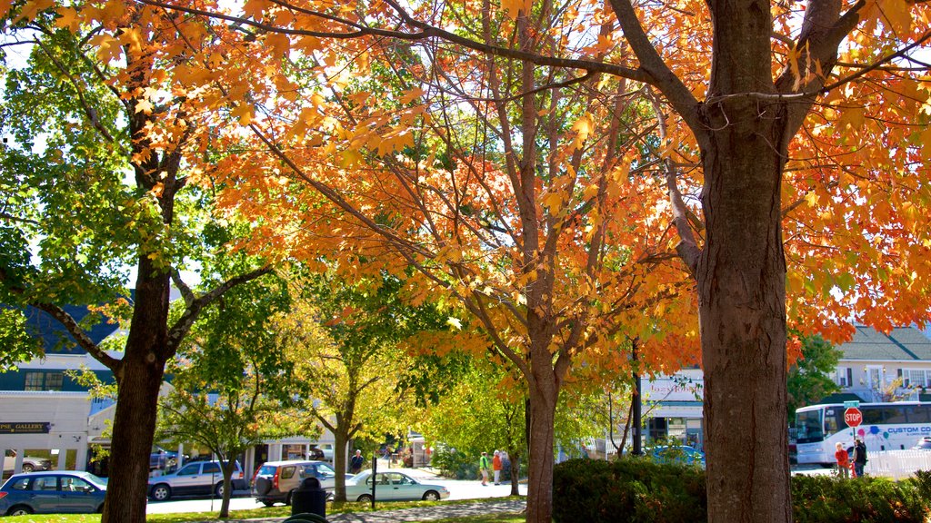 Village Green mostrando um jardim e cores do outono