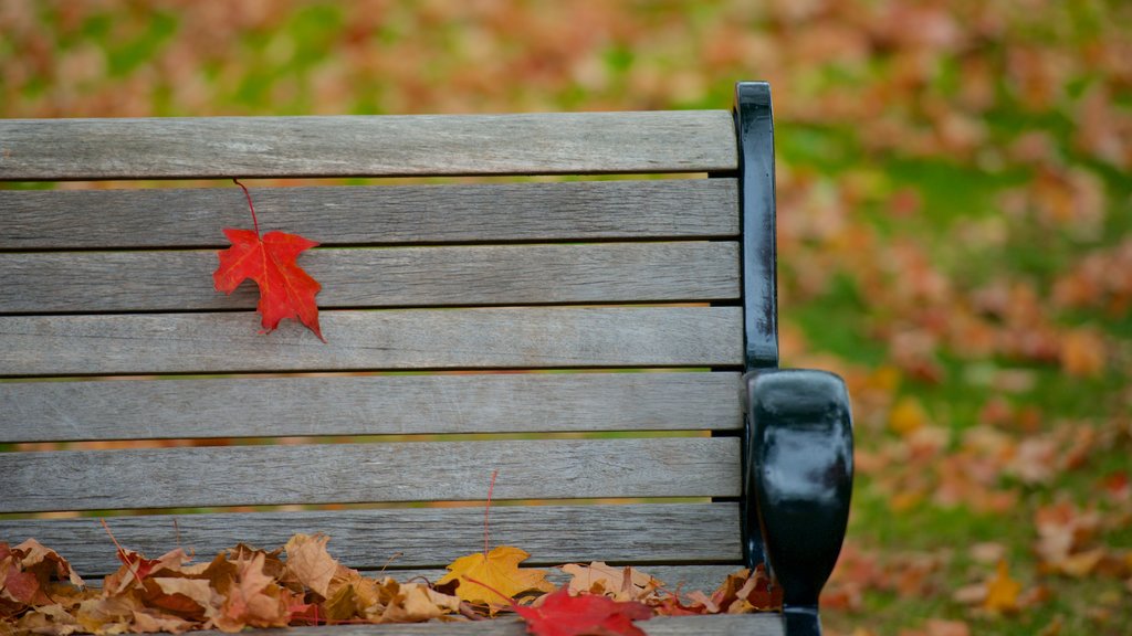 Village Green featuring autumn leaves and a park