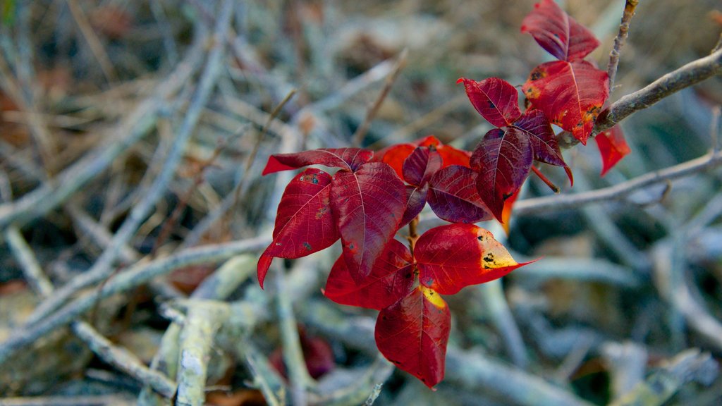 Fort Wetherill State Park showing flowers