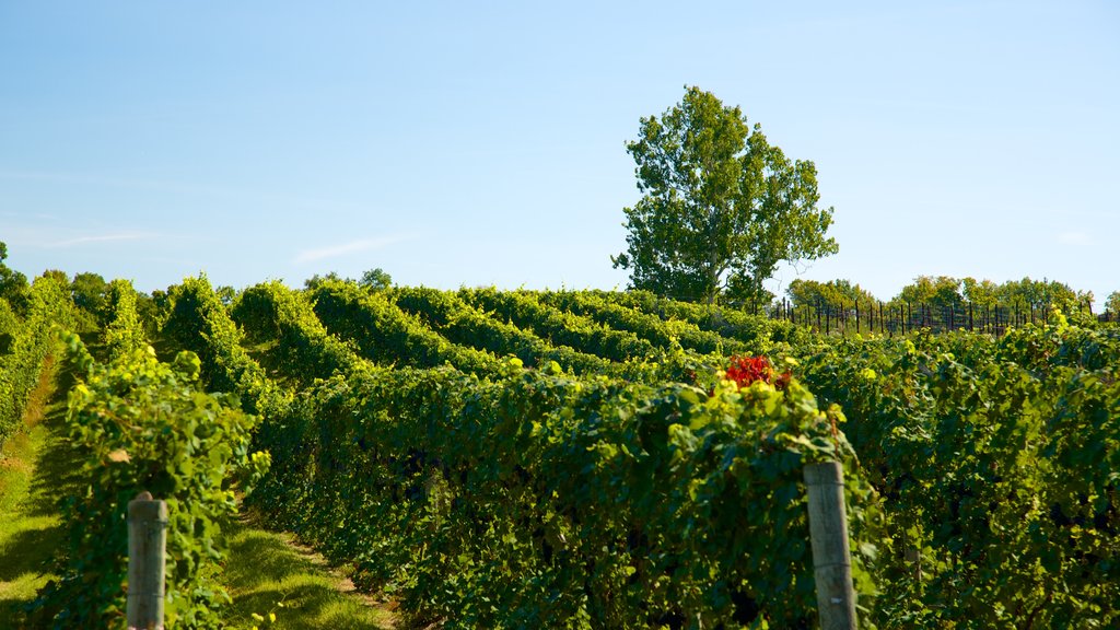 Sheldrake Point Winery featuring farmland