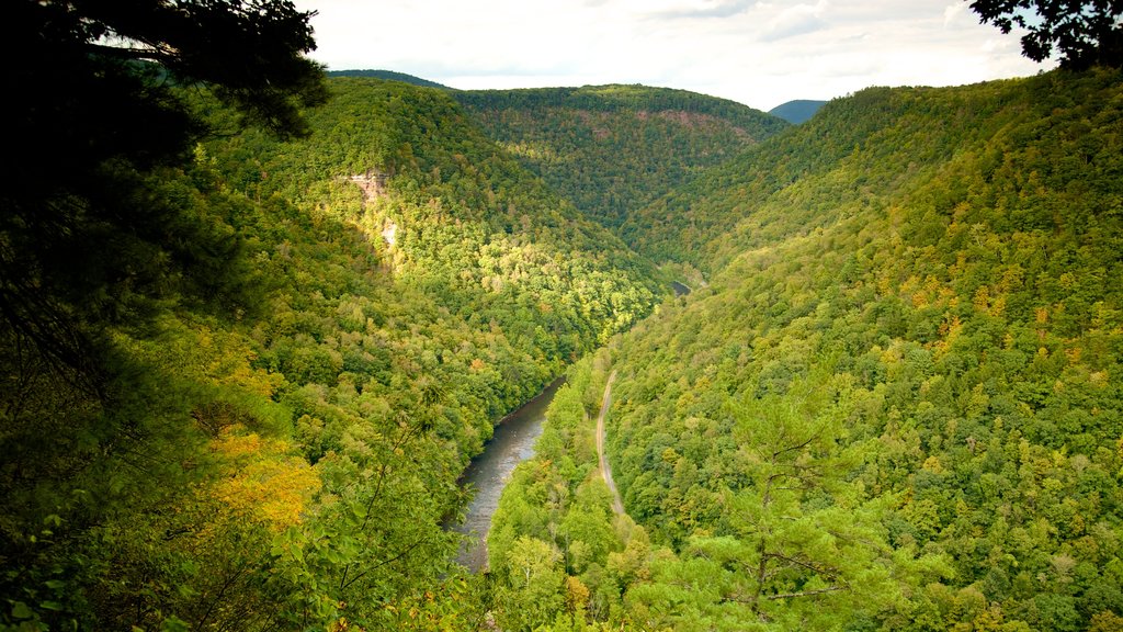 Erie showing a gorge or canyon and forests