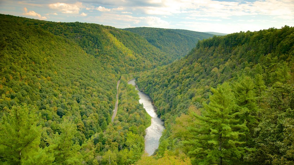 Erie featuring forests and a gorge or canyon