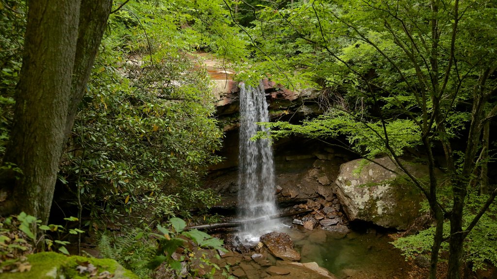 Uniontown toont een cascade en regenwoud