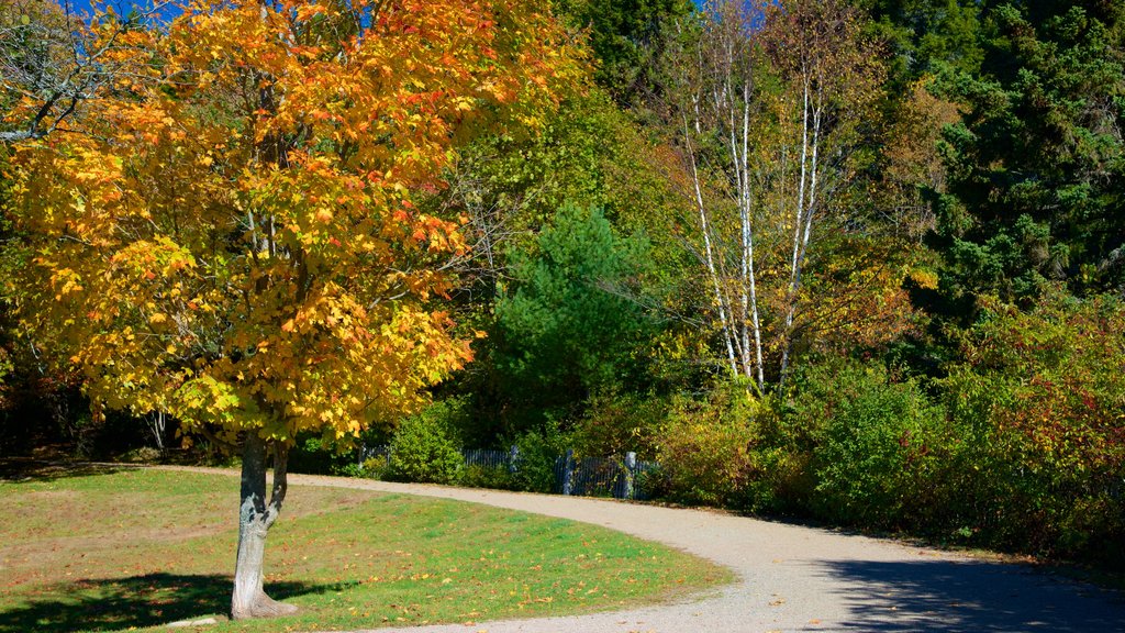 Bar Harbor montrant un parc