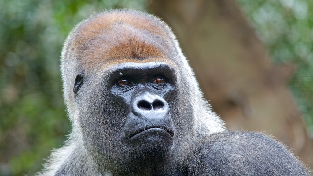 Loro Parque showing dangerous animals