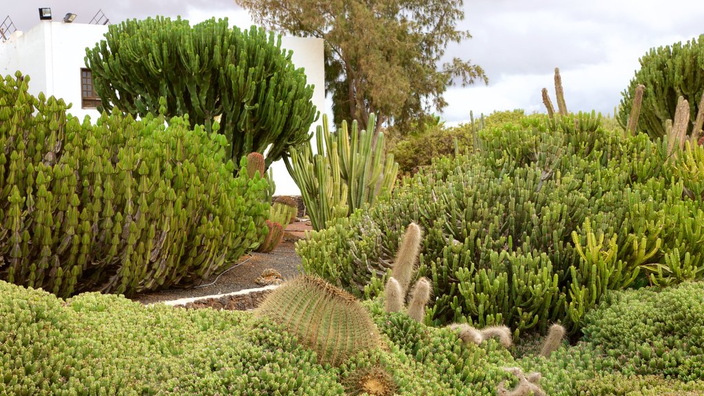 Fuerteventura que incluye jardín