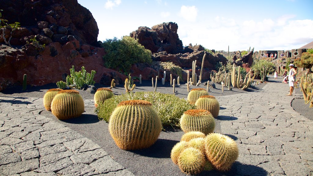 Cactus Garden bevat een park