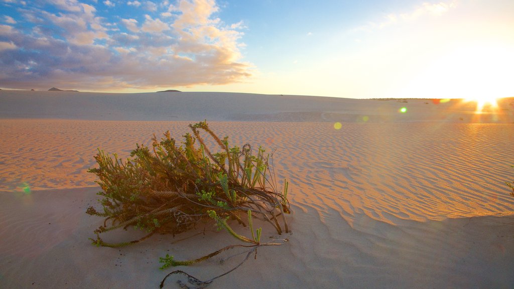 Fuerteventura showing desert views and a sunset