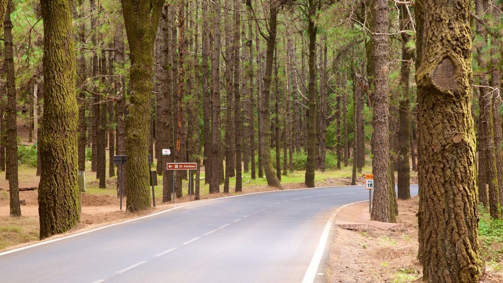 Santiago del Teide som viser skove