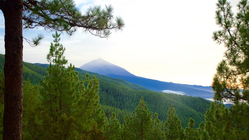 Santiago del Teide mettant en vedette montagnes et forêts