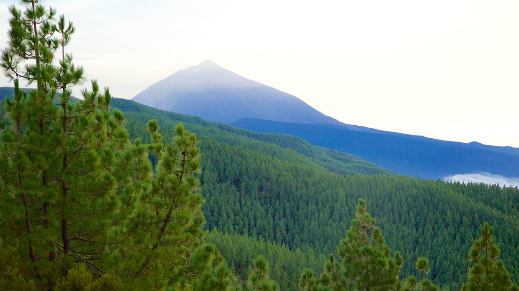 Santiago del Teide showing forest scenes and mountains