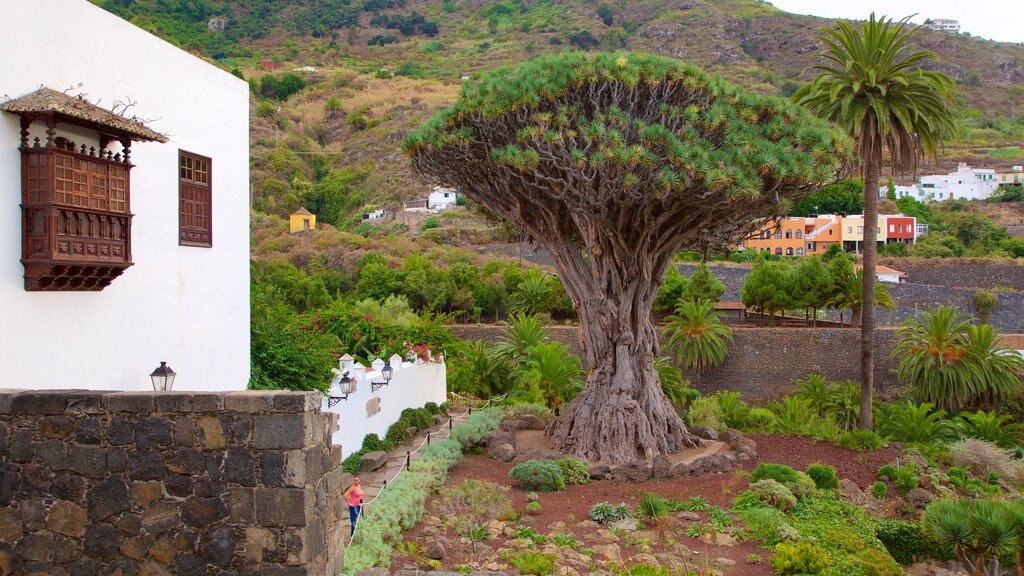 Icod de los Vinos mostrando jardín