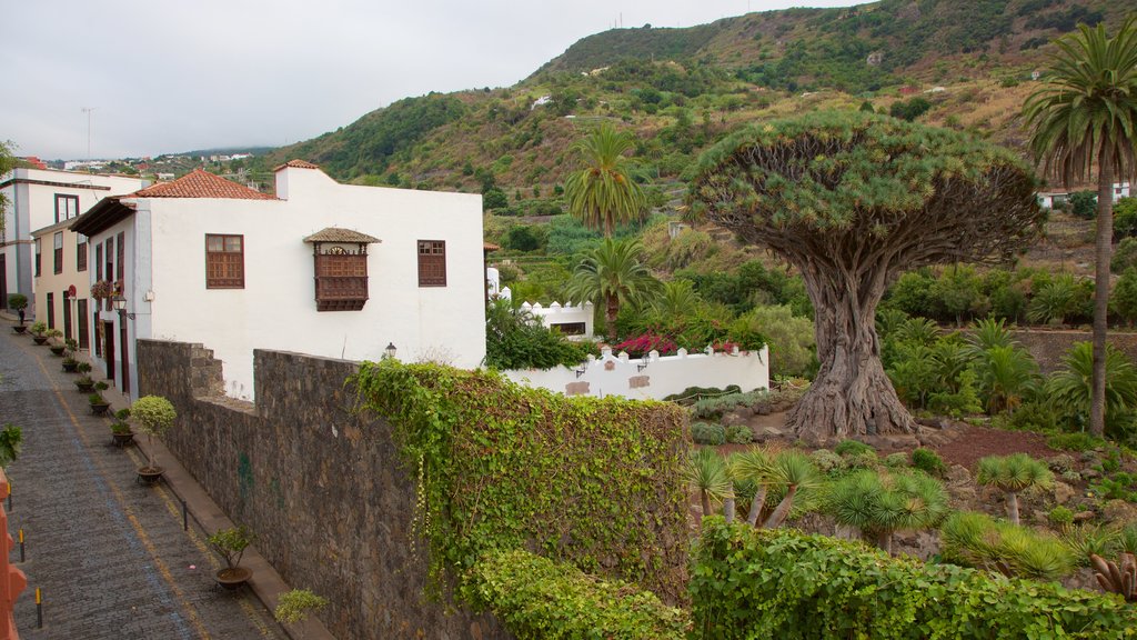 Icod de los Vinos showing a small town or village