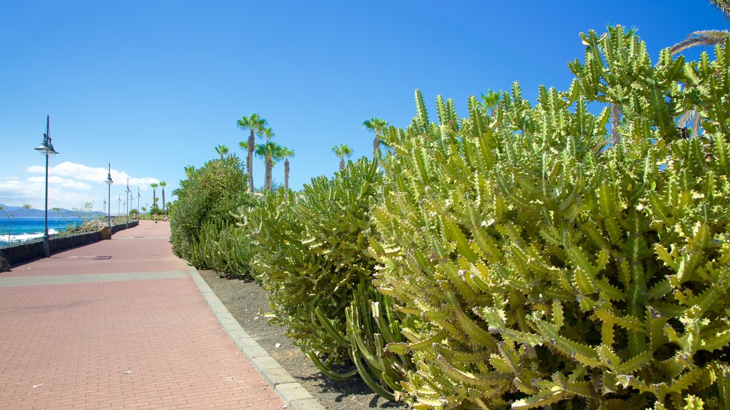 Playa Blanca which includes a park and general coastal views