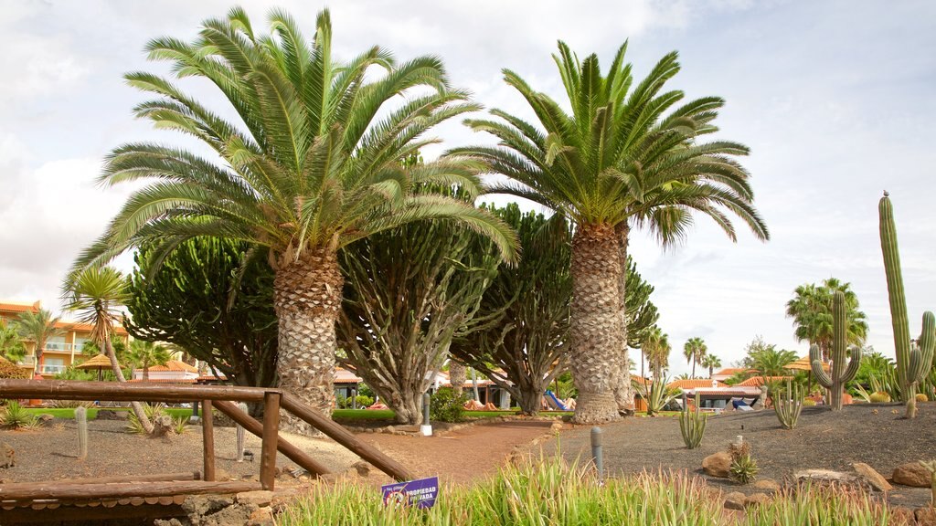 Caleta de Fuste caracterizando um jardim