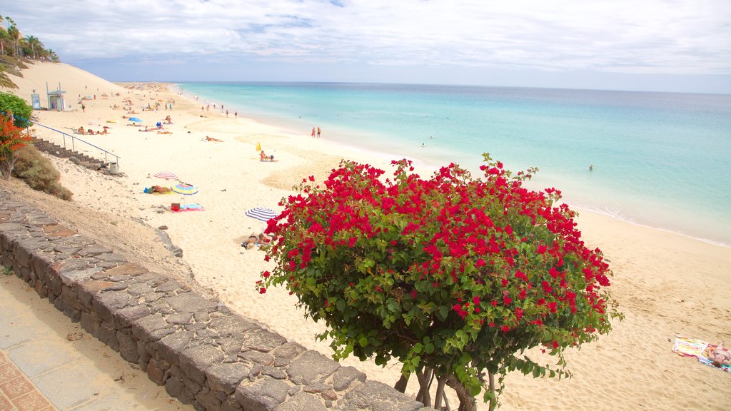 Morro Jable som omfatter blomster, udsigt over kystområde og en sandstrand