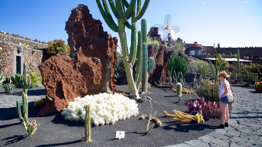 Jardim de Cactus que inclui um jardim