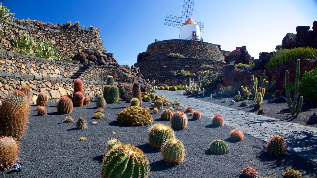 Jardín de Cactus que incluye jardín y un molino