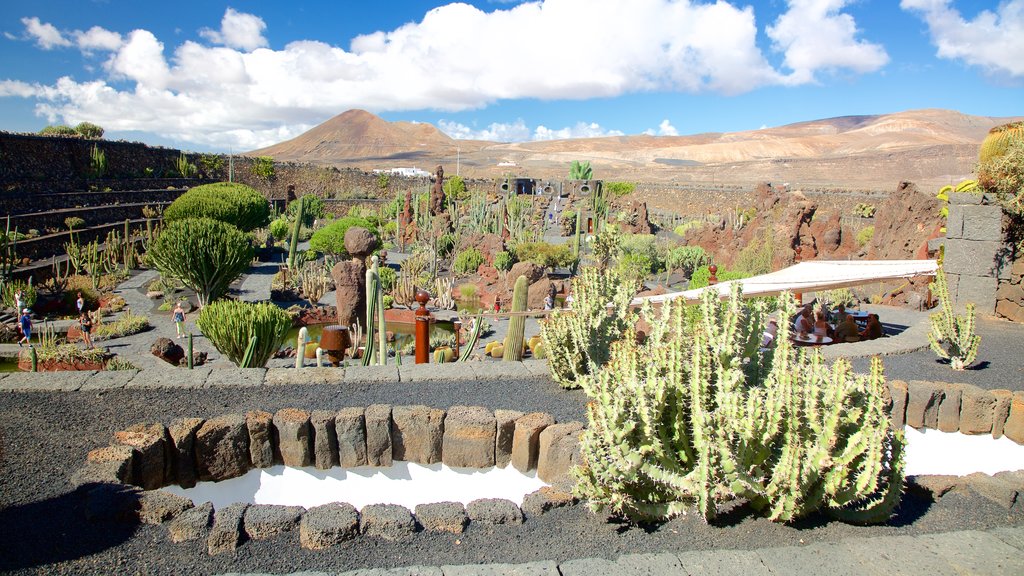 Cactus Garden som omfatter en park