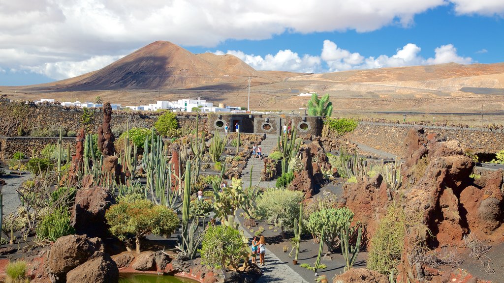 Jardim de Cactus mostrando paisagens do deserto e um jardim