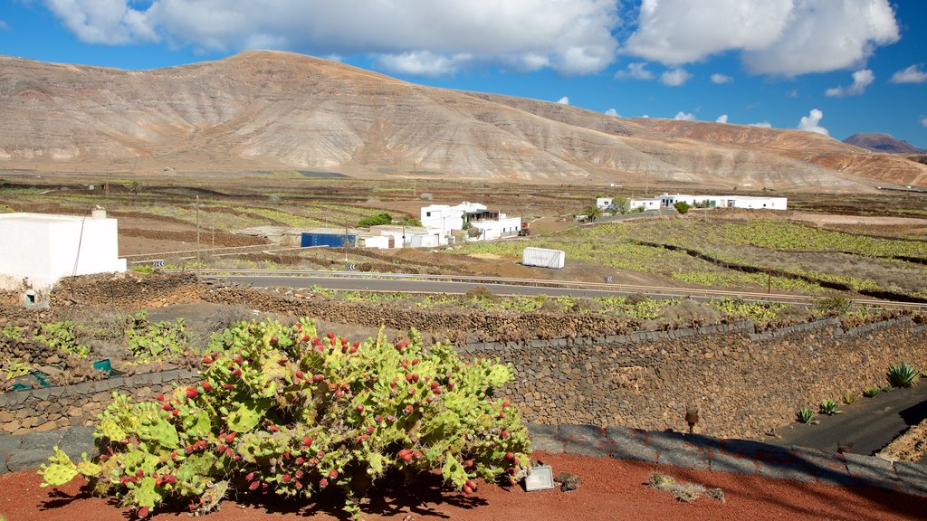 Cactus Garden showing desert views, a garden and mountains