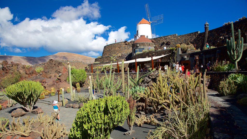 Cactus Garden som omfatter en vindmølle og en have