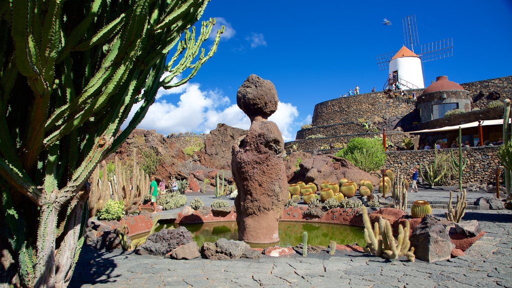 Jardim de Cactus que inclui um moinho de vento e um jardim