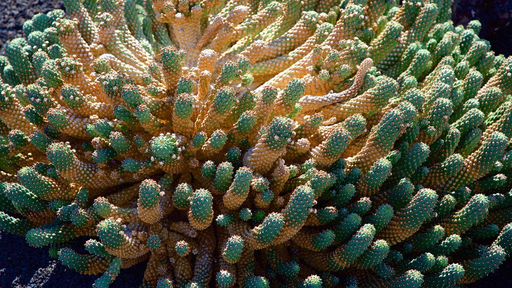 Jardim de Cactus caracterizando um parque