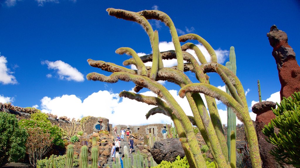 Jardim de Cactus caracterizando um jardim