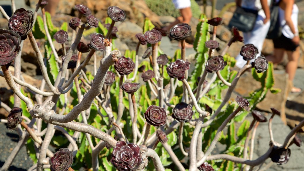 Jardín de Cactus mostrando un parque y flores