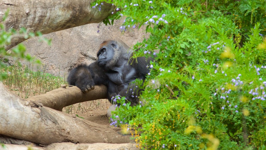 Loro Parque som viser farlige dyr og dyrehagedyr