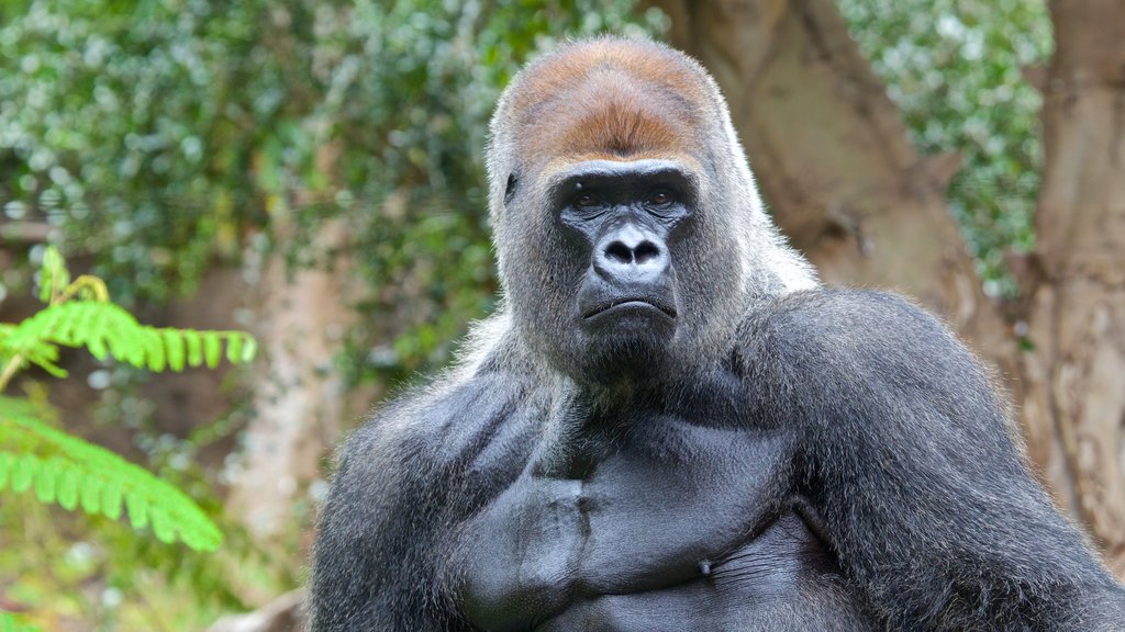 Loro Parque showing dangerous animals and zoo animals