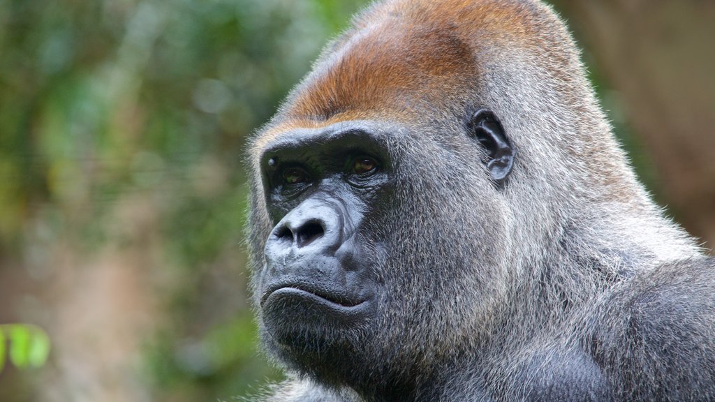 Loro Parque mettant en vedette animaux dangereux