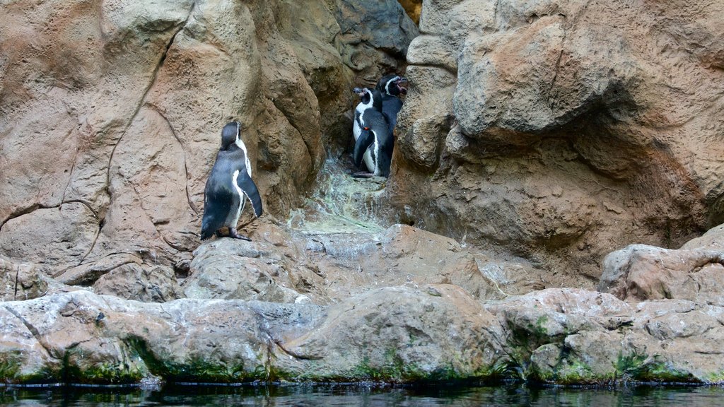 Loro Parque which includes bird life