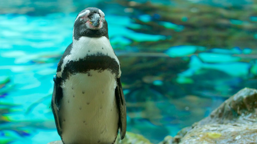 Loro Parque que incluye aves