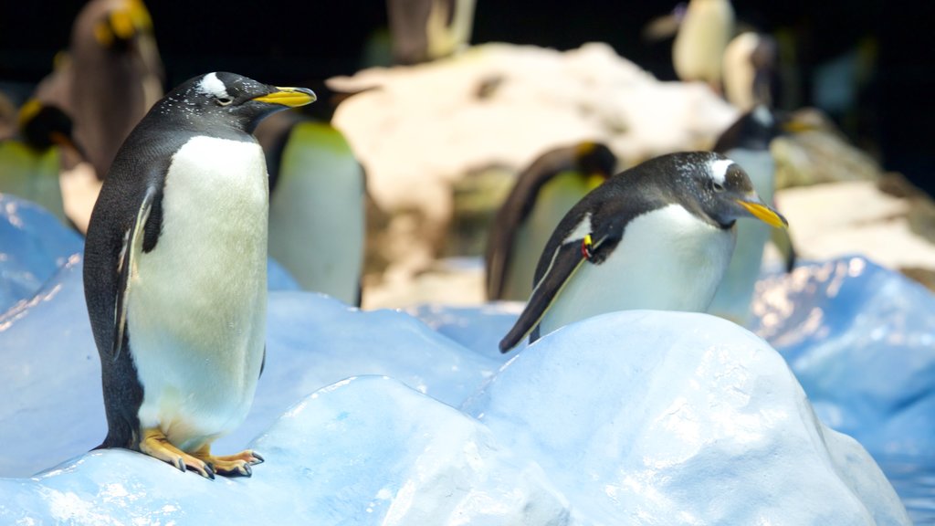 Loro Parque mettant en vedette vie des oiseaux