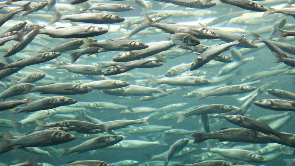 Loro Parque showing marine life