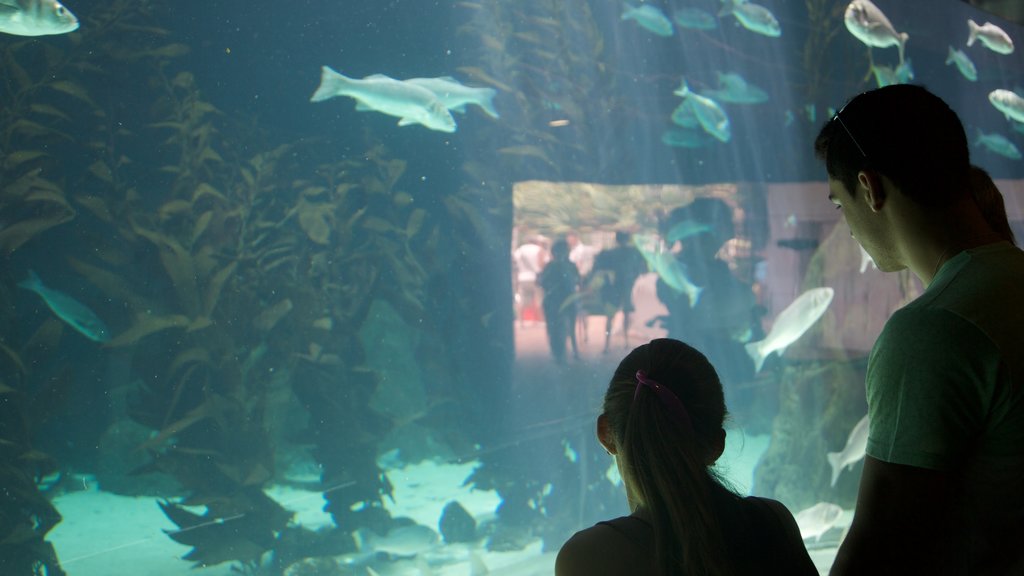 Loro Parque showing marine life