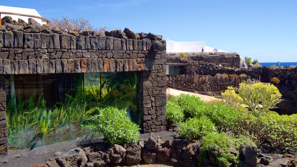 Jameos del Agua ofreciendo jardín