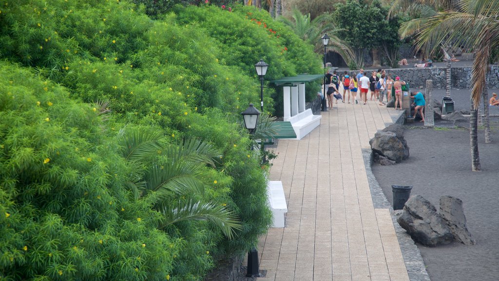 Garden Beach showing tropical scenes