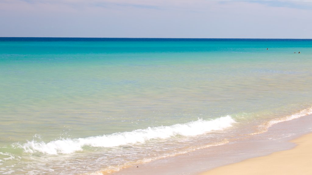 Sotavento de Jandia Beach showing a sandy beach, landscape views and general coastal views