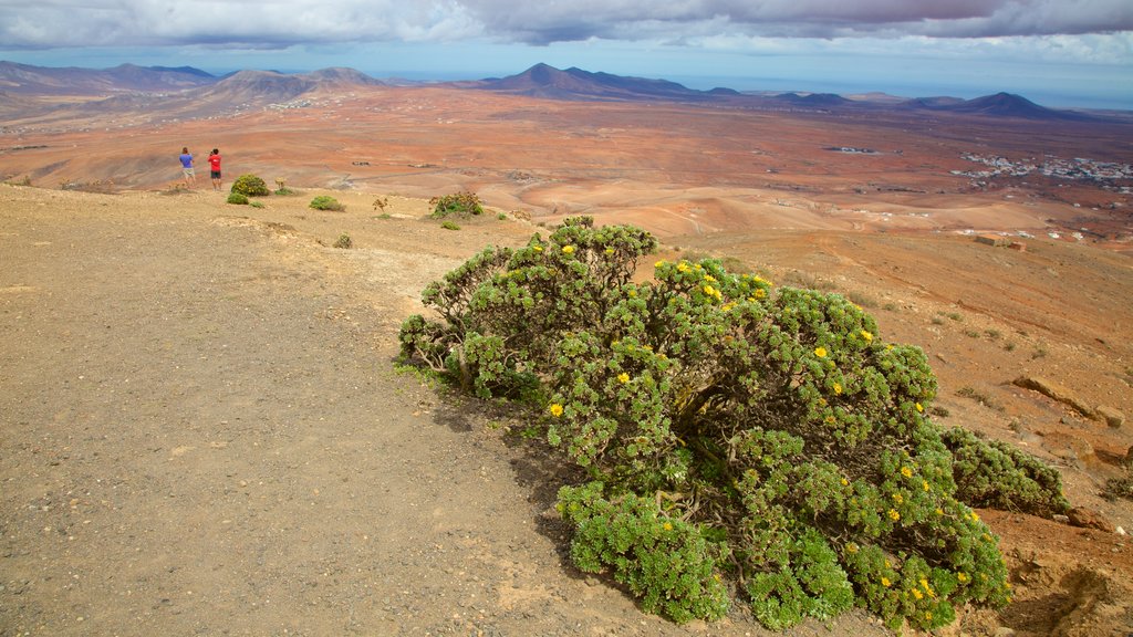 Fuerteventura showing tranquil scenes and landscape views