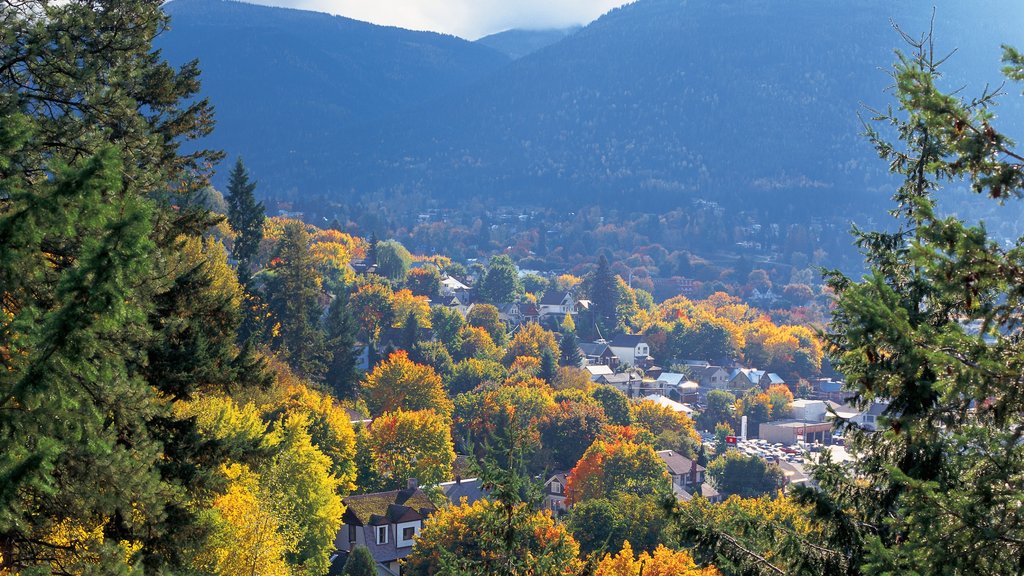 Nelson showing autumn leaves and a city