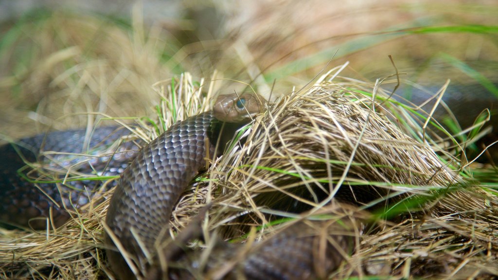 Wildlife Sydney og byder på farlige dyr