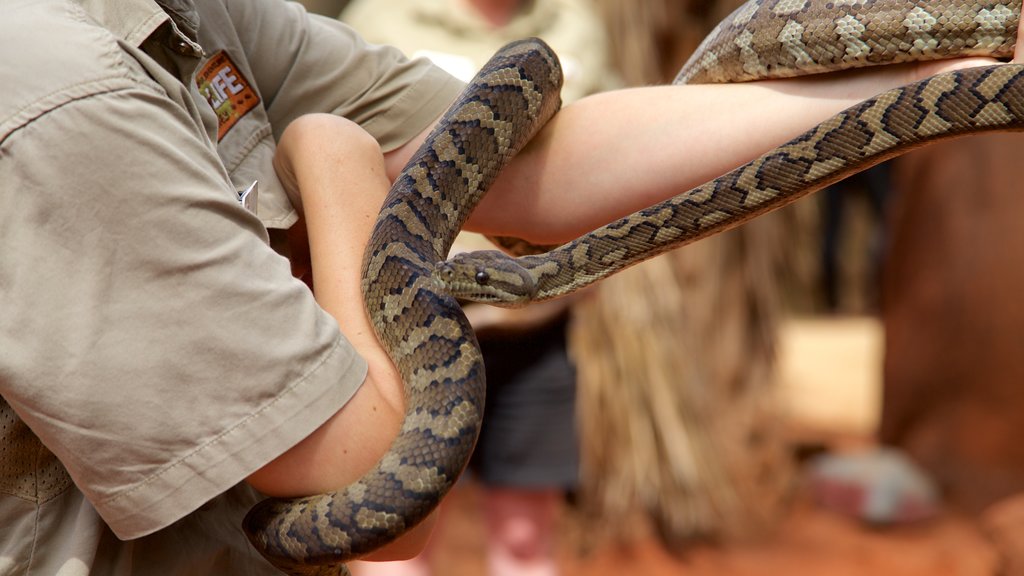 Wildlife Sydney que inclui animais perigosos