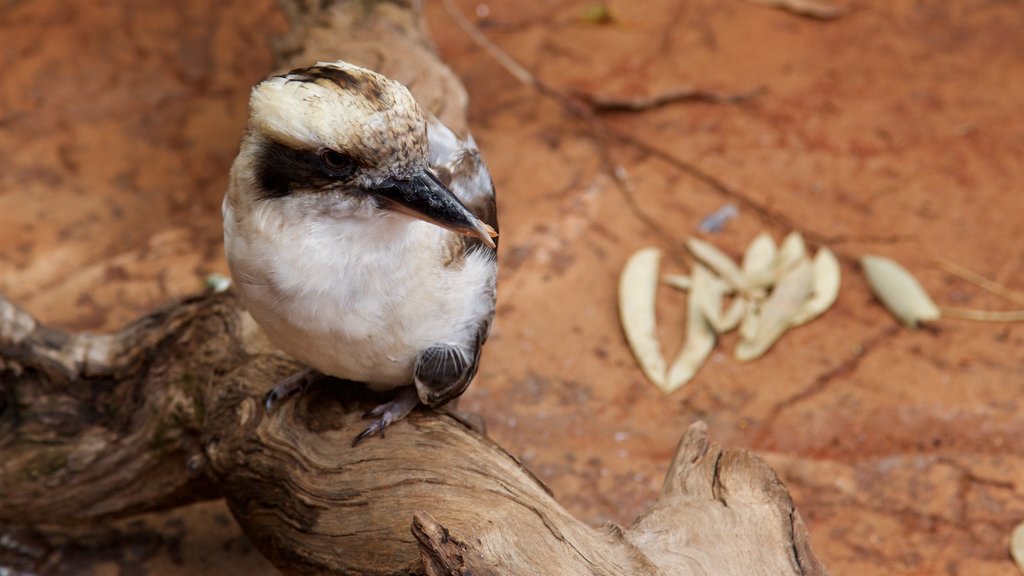 Zoo Wild Life Sydney ofreciendo aves