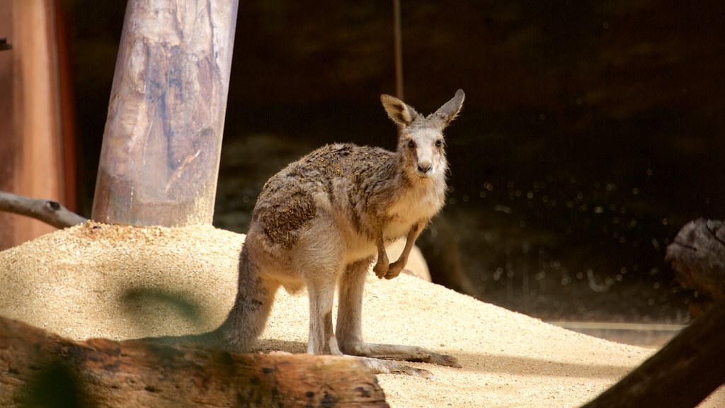 Wildlife Sydney toont dieren