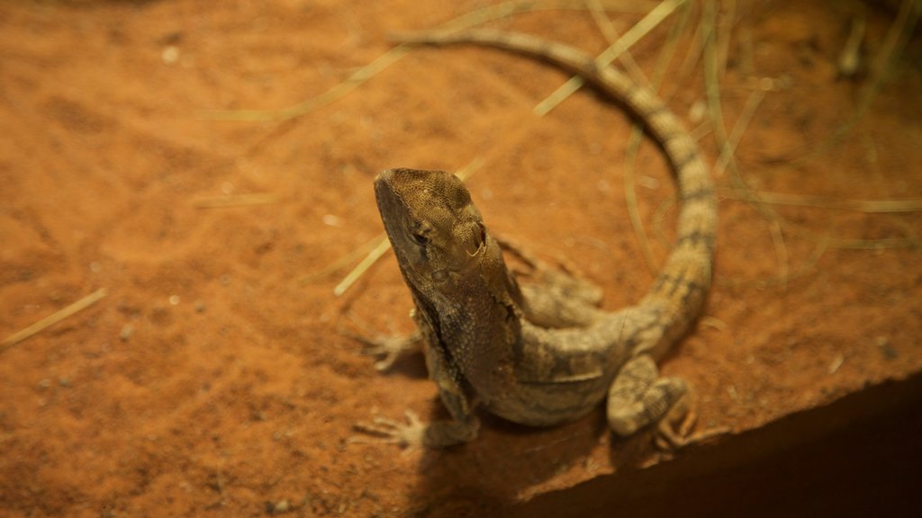 Wildlife Sydney showing animals