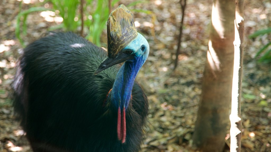 Zoo Wild Life Sydney ofreciendo aves